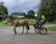 Hästvagn, sulky, rockard i nyskick säljes