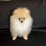 pomeranian 