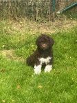 LAGOTTO ROMAGNOLO HANVALP