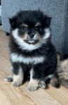 pomeranian 