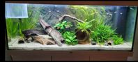 juwel akvarium 240 liter. LED