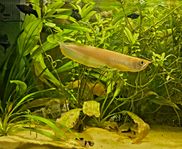 Arowana albino 