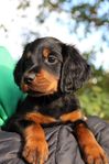 Gordonsetter tikvalp