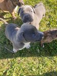 cane corso /american bully XL valpar