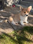 Welsh Corgi Pembroke