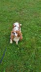 Cavalier King Charles spaniel 