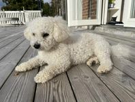 Bichon frise, 2 årig hane söker flickvän 