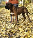 Tosa Inu Japansk Mastiff (SKK)