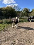 Irish Cob 