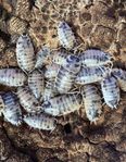 Porcellio Laevis 'Dairy Cow' 