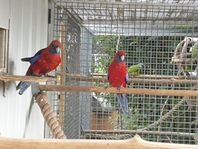 pennant rosella