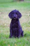 Labradoodle Hona 12 v