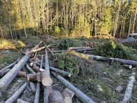 Bortskänkes gratis ved och stammar ifrån tall å gran skog