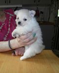 Pomchi