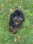 Toy Cavapoo kastrerad 