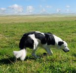 Border collie hane till avelstjänst 