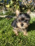 Yorkshireterrier valpar 