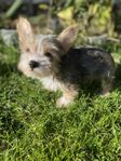 Yorkshireterrier valpar 