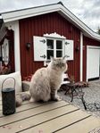 Extrahem/bonusfamilj till katt i Karlstadsområdet