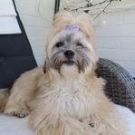 Shi tzu lhasa apso tik