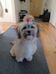 Shi tzu lhasa apso tik 1 år 