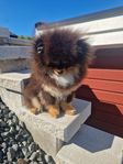 Pomeranian 