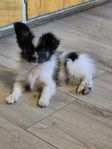 3 papillon valpar renrasiga