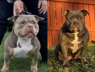 American bully valpar!