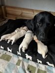 Labrador/golden retriver blandning 