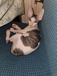 Cornish Rex Kattungar 