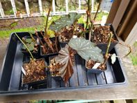 Begonia paket  8 plantor oldemore irene nuss lönnbegonia mf