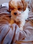 Cavapoo valp