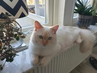 brittisk korthår/ragdoll