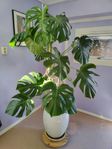 Monstera blomma