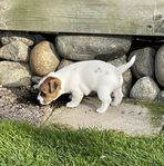 SKK-registrerad Jack Russell 