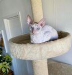 Cornish Rex