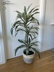 Dracaena White Stripe Palm 100 cm