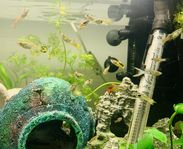 Endler guppy med Akvarium 54 Liter