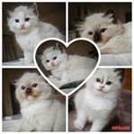 Super mysiga ragdolls