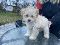 Maltipoo valpar