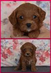 Cavapoo