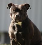 Staffordshire bullterrier 