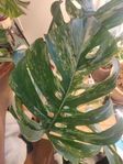 Monstera Variegata MED HÅL