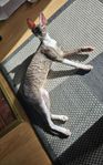 Cornish Rex