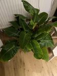 Stor och mycket frodig Philodendron