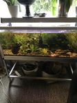 250 liters akvarium komplett med allt