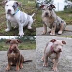 American bully valpar 