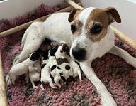 Jack Russell Valpar