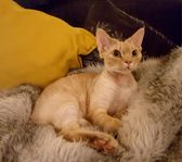 Devon Rex katt söker nytt hem pga allergi