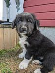 bordercollie labradoodle valpar 